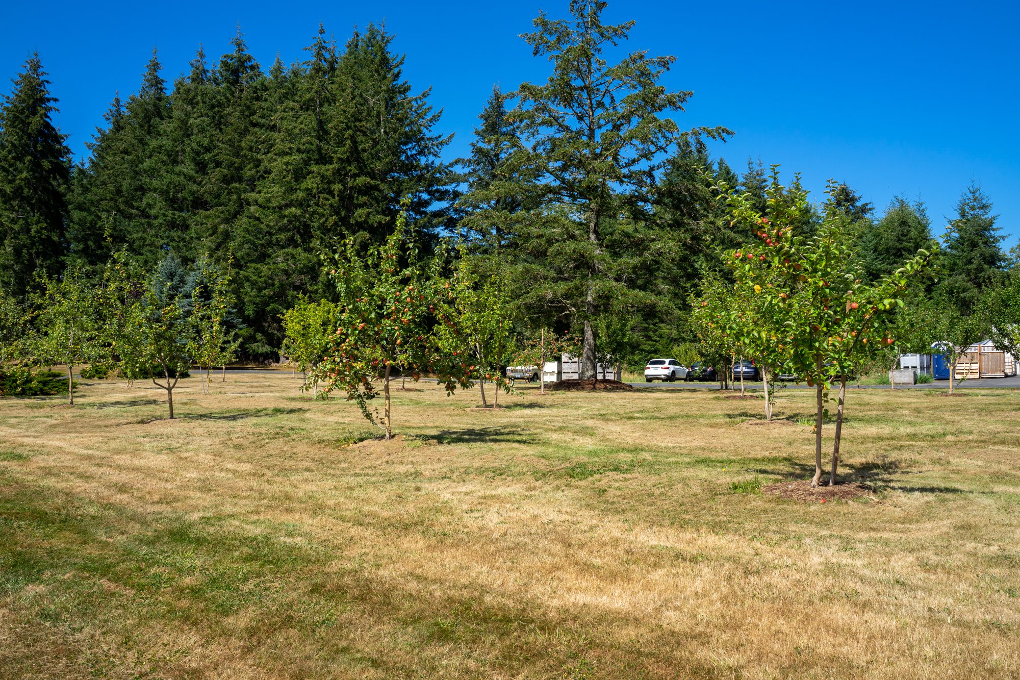 The Best Things to Do On Vashon Island A Weekend Guide