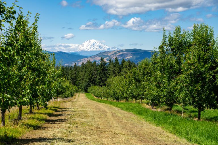 9 Amazing Things to Do in Hood River, Oregon: Complete Guide