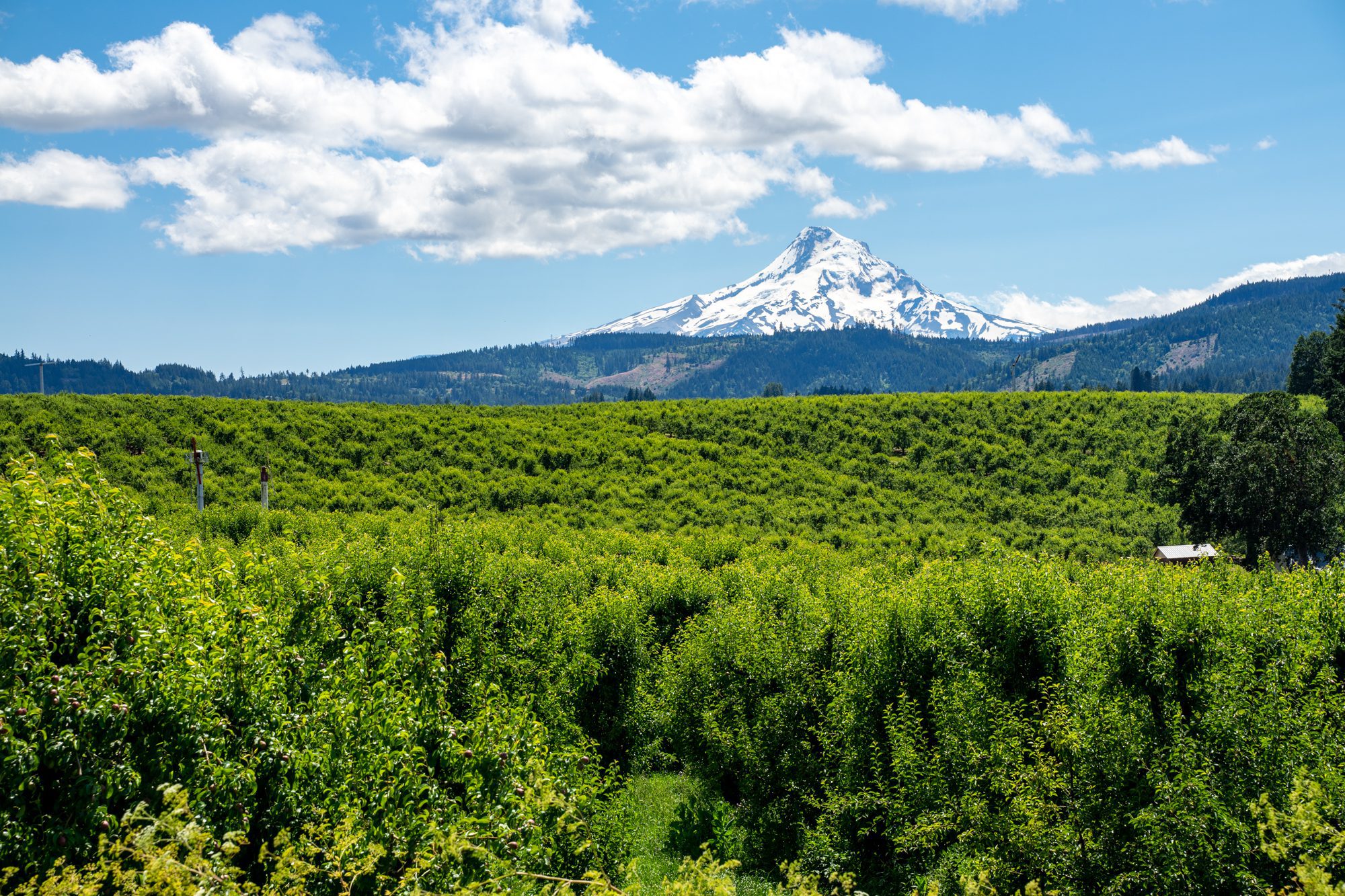 9 Amazing Things to Do in Hood River, Oregon Complete Guide