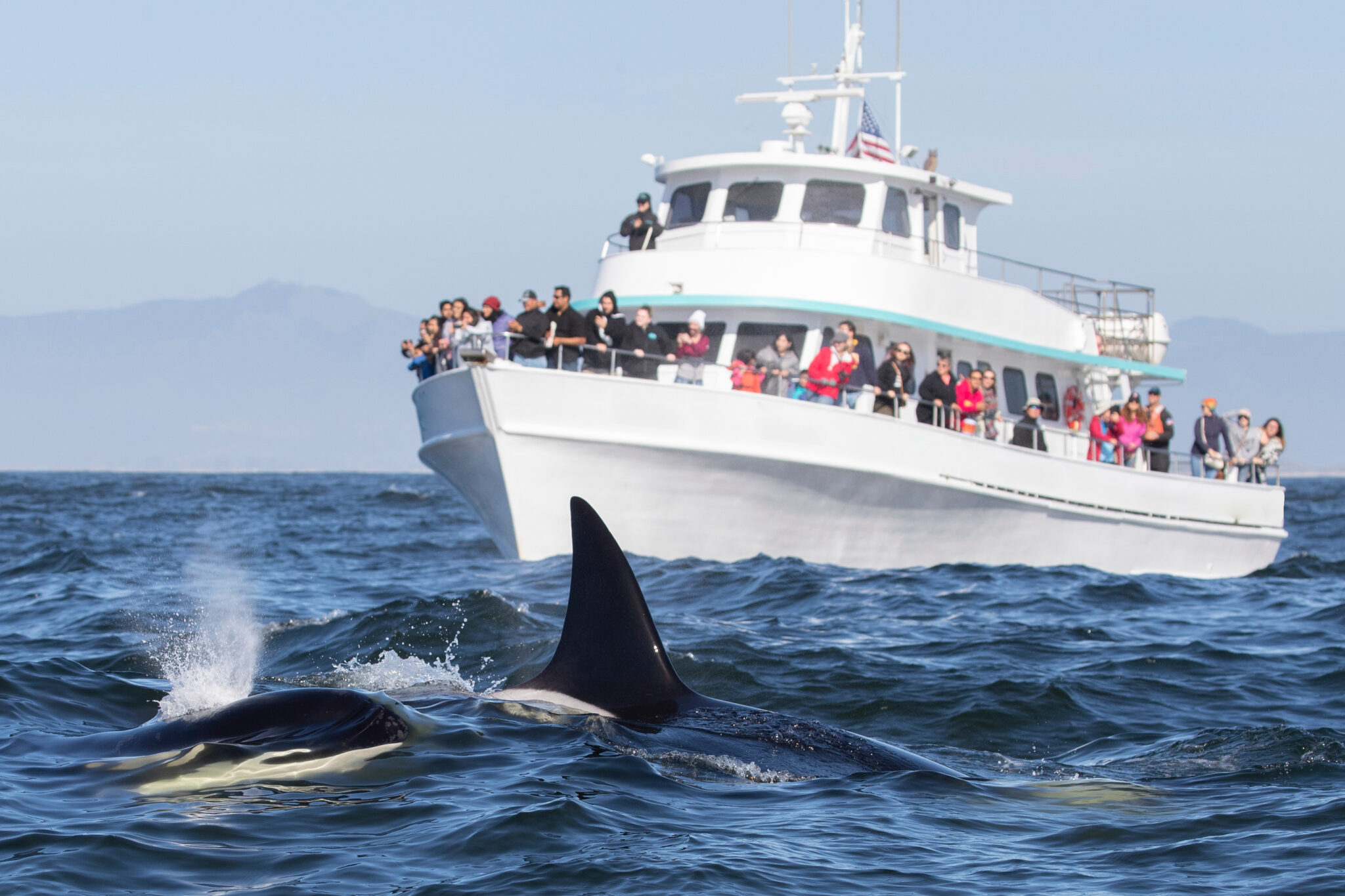 whale watching tour port townsend