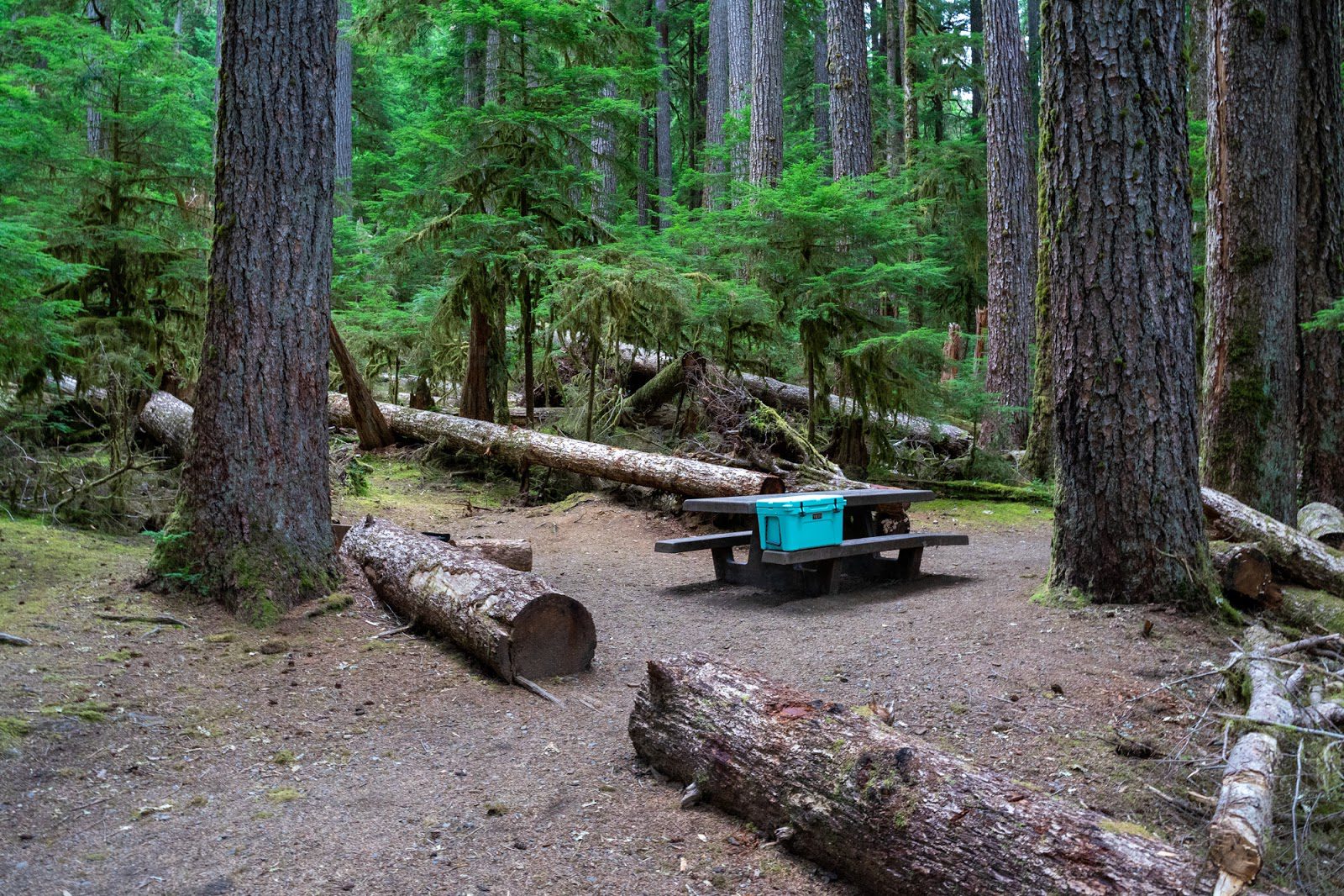 How to Plan a Perfect Olympic National Park Itinerary
