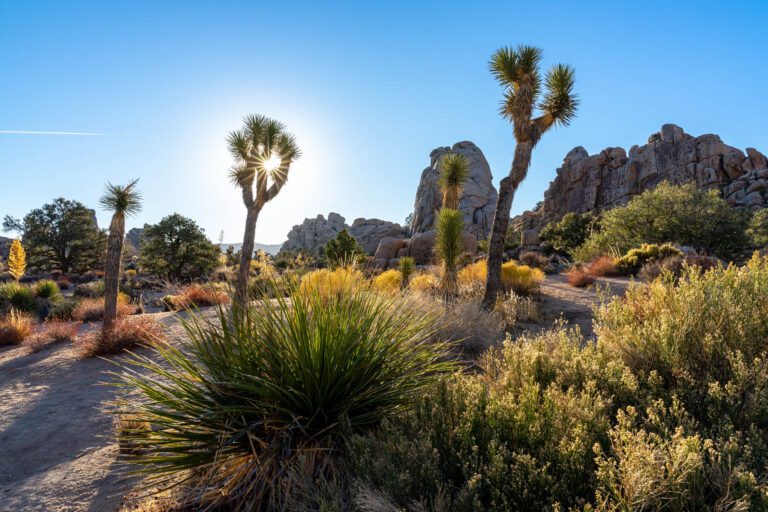 Where To Stay In Joshua Tree: the Best Places To Stay