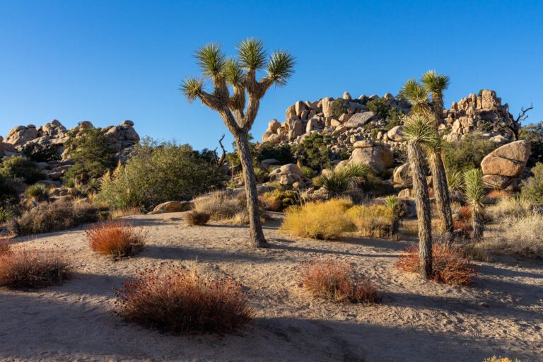 Planning A Perfect Weekend in Joshua Tree: A Complete Itinerary