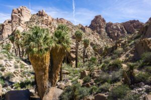 The 8 Best Hikes In Joshua Tree National Park