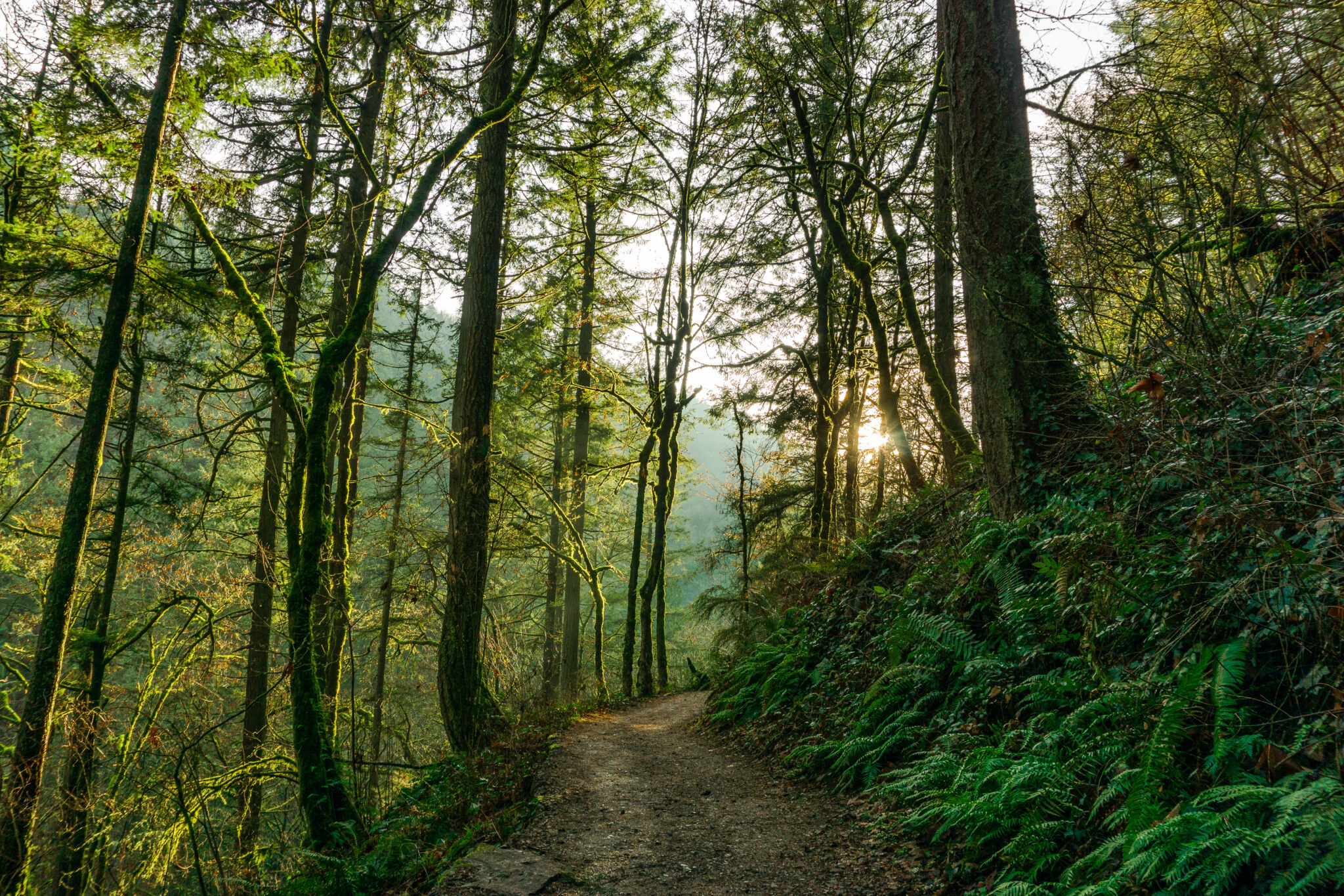 Portland Forest