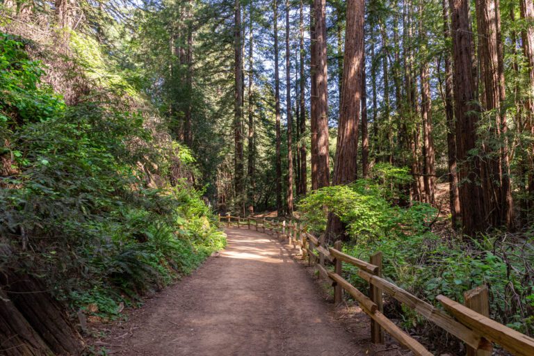 Best Hikes near San Francisco: 15 Amazing Bay Area Hikes