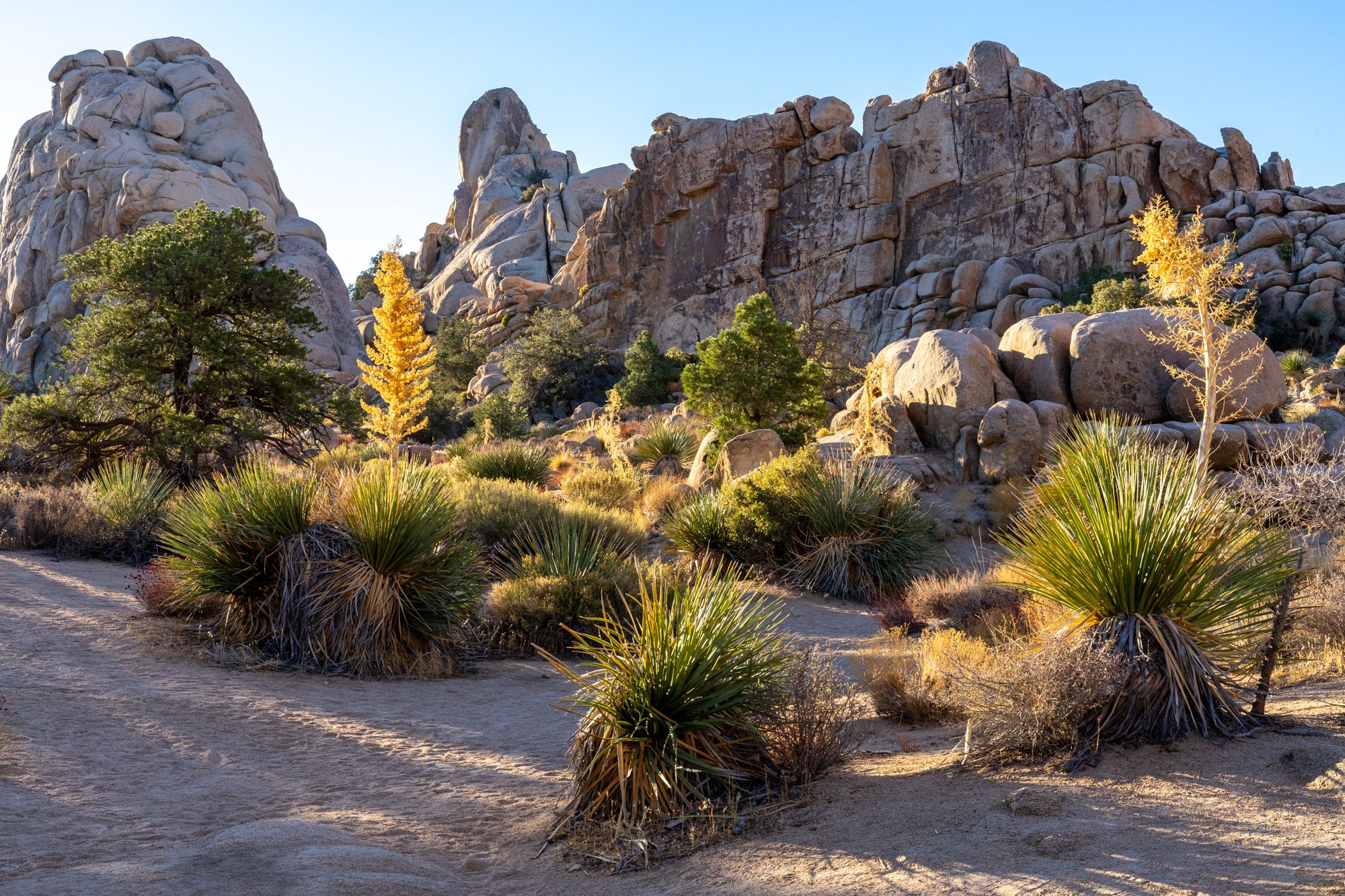 The Best Hikes in Joshua Tree National Park: Complete Guide