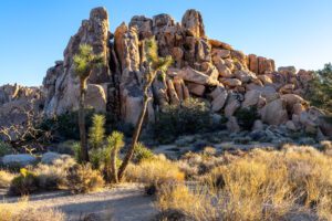 The Best Time to Visit Joshua Tree National Park