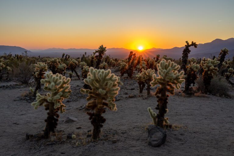 How to Plan an Amazing Day Trip to Joshua Tree